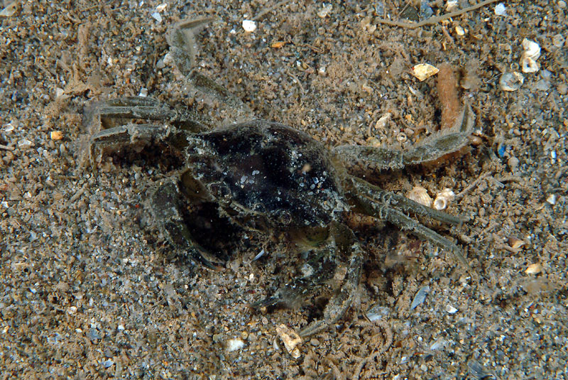 Carcinus sp.